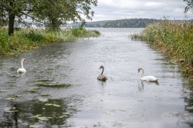 Mariefred Sodermanland İsveç 'teki Gripsholm şatosunun önündeki Kuğu Ailesi.