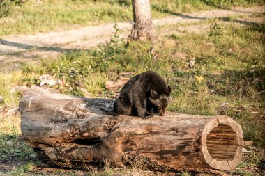 Kara Ayı anne ve yavru bir ağaca tırmanıyor yaz zamanı, Acadieville New Brunswick Kanada.