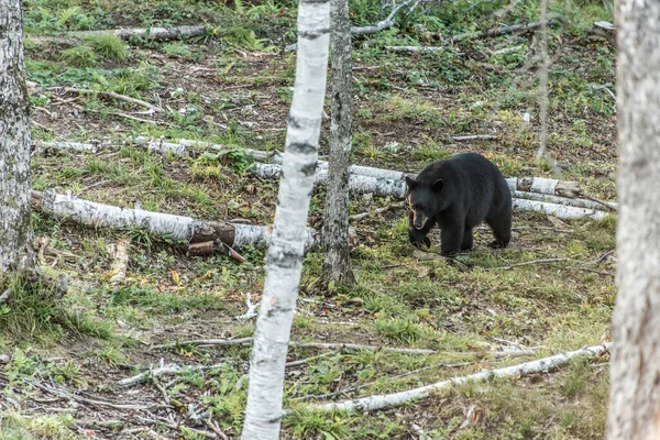 Ours Noir Sauvage Promène Dans Les Forêts Parc National Acadieville — Photo
