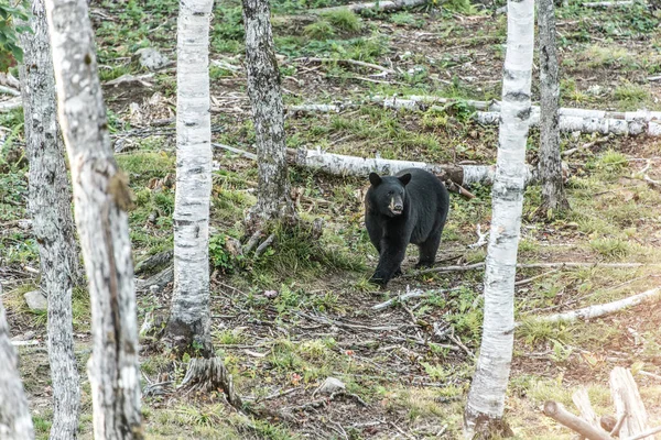 Wilder Schwarzbär Wandert Den Wäldern Des Acadieville National Park New — Stockfoto