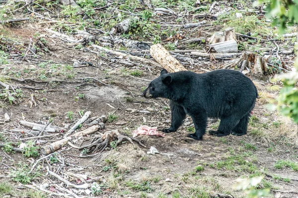 Wild Black Bear Procházky Lesích Národního Parku Acadieville New Brunswick — Stock fotografie