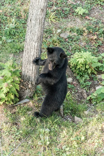 Urso Negro Selvagem Caminha Florestas Parque Nacional Acadieville New Brunswick — Fotografia de Stock