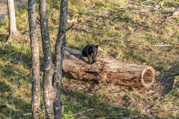 Black Bear Matka Dítě Mládě Lezení Stromě Top Letní Čas — Stock fotografie
