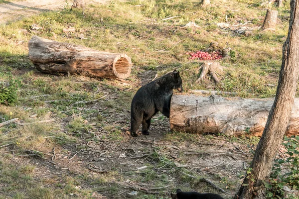 Black Bear Μητέρα Και Μωρό Cub Αναρρίχηση Ένα Δέντρο Κορυφή — Φωτογραφία Αρχείου