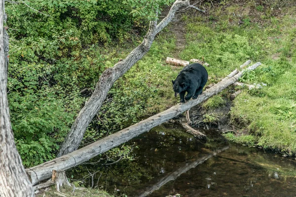 Wild Black Bear walks in forests of Acadieville National Park, New Brunswick Kouchibouguac River Canada.