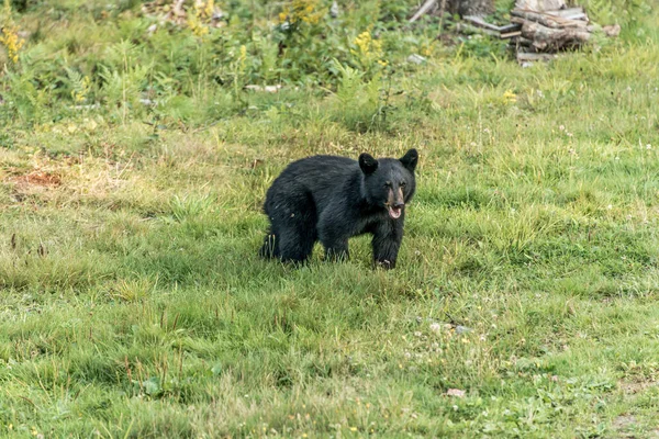 Black Bear Matka Dítě Mládě Letní Čas Acadieville New Brunswick — Stock fotografie