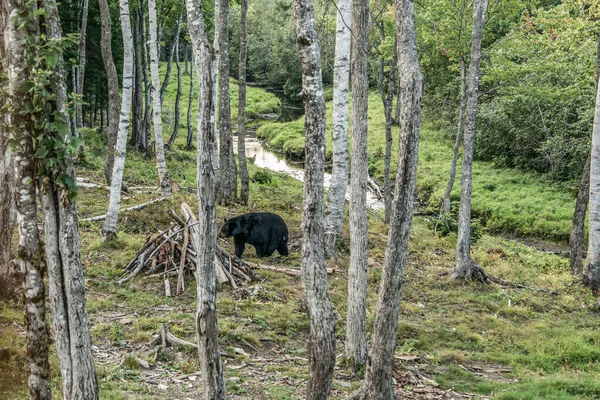 Wild Black Bear Procházky Lesích Národního Parku Acadieville New Brunswick — Stock fotografie