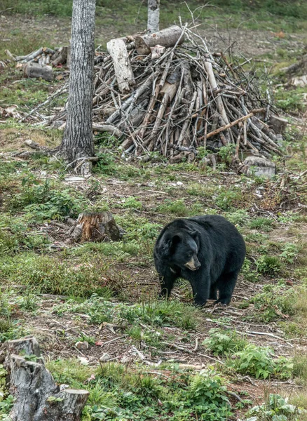 Urso Negro Selvagem Caminha Florestas Parque Nacional Acadieville New Brunswick — Fotografia de Stock
