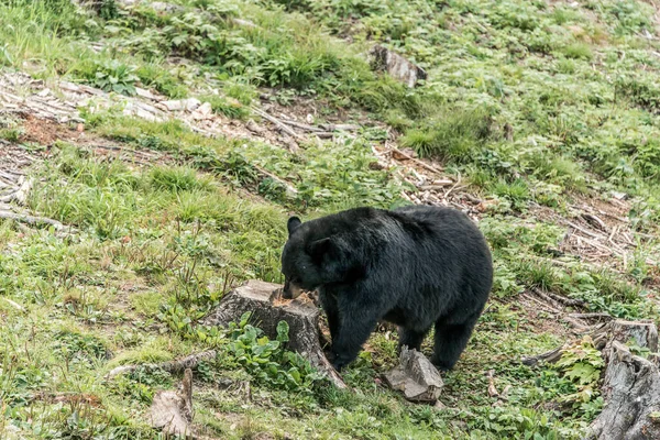 Wild Black Bear Прогулки Лесах Национального Парка Acadieville Нью Брансуик — стоковое фото