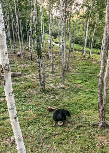 加拿大新不伦瑞克库奇布夸克河Acadieville国家公园的森林中散步的野生黑熊 — 图库照片