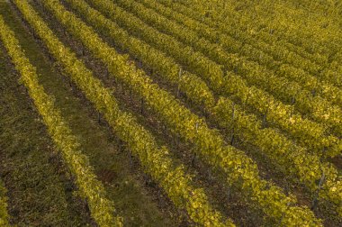 Hava manzaralı ünlü Alman Şarap Bölgesi Moselle Nehri Yatağı ve Guels Köyü Sonbahar Sonbahar Renkleri.
