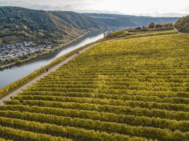 Hava manzaralı ünlü Alman Şarap Bölgesi Moselle Nehri Yatağı ve Guels Köyü Sonbahar Sonbahar Renkleri.