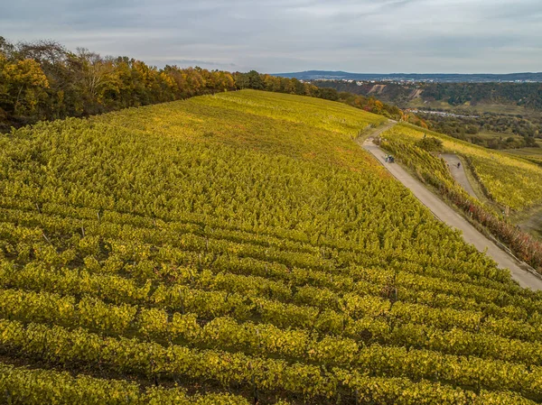 Hava Manzaralı Ünlü Alman Şarap Bölgesi Moselle Nehri Yatağı Guels — Stok fotoğraf