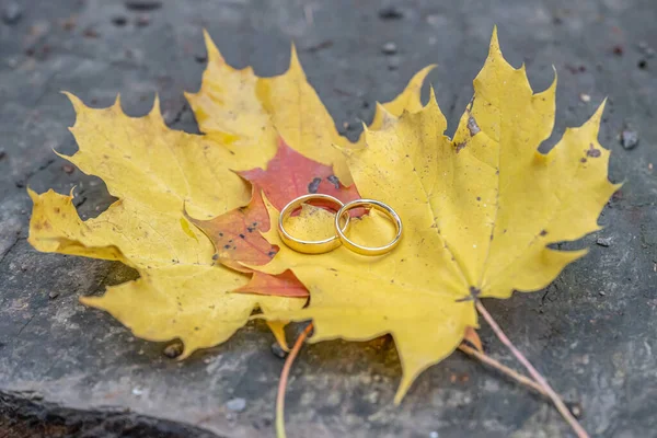 秋の背景黄金の結婚指輪秋の森の中の木の切り株に緑の葉 — ストック写真