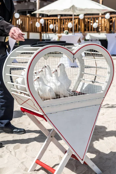 wedding releasing white doves on a sunny day in a cage.