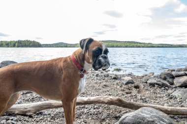 Alman Boksör Köpeği Dalsland 'daki Ragnerudsjoen Gölü' nde..