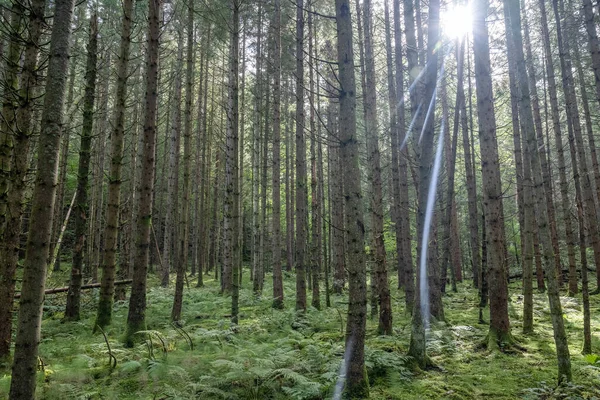 Bela Natureza Floresta Pinetree Perto Lago Ragnerudssjoen Dalsland Suécia — Fotografia de Stock
