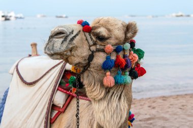 Hurghada, Mısır Devesi Mısır 'ın en güzel Kızıl Deniz Rivieralarından biri olan Makadi Körfezi' ndeki kumsalda..