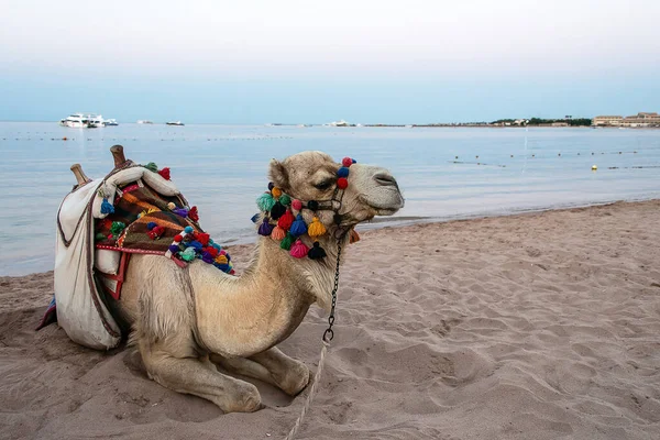 Хургада Египет Верблюд Песке Пляжа Заливе Макади Который Один Красивейших — стоковое фото