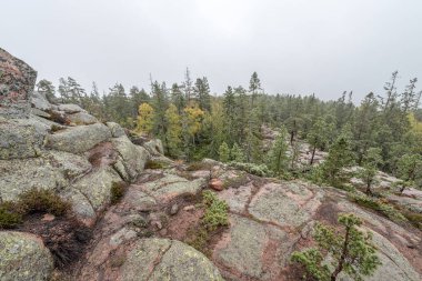 İsveç 'in kuzeyindeki Skuleskogen Ulusal Parkı' ndaki ağaçlar arasında ormanda yürüyüş yolu. Hoga Kusten.