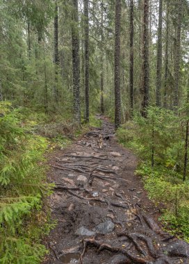 İsveç 'in kuzeyindeki Skuleskogen Ulusal Parkı' ndaki ağaçlar arasında ormanda yürüyüş yolu. Hoga Kusten.