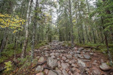 İsveç 'in kuzeyindeki Skuleskogen Ulusal Parkı' ndaki ağaçlar arasında ormanda yürüyüş yolu. Hoga Kusten.