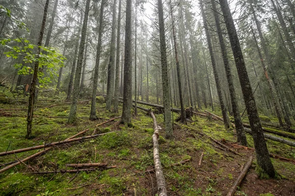 Wooden Hiking Footpath Forest Trees Skuleskogen National Park Sweden Northern — Stock Photo, Image