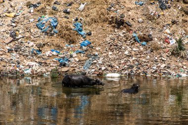 Mısır 'daki Nil Nehri çöp ve plastik ekolojik felaketlerle doludur..