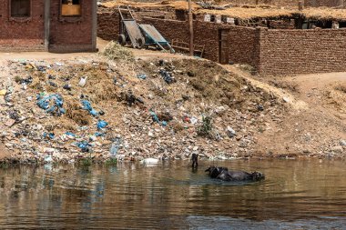 Nil River in Egypt filled with trash and plastic ecological disaster. clipart