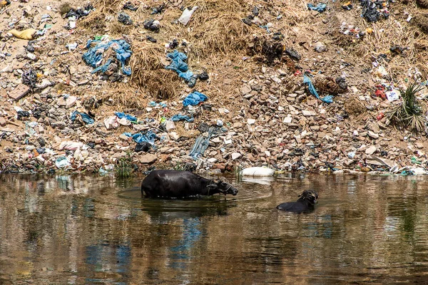 Nil Ποταμού Στην Αίγυπτο Γεμάτη Σκουπίδια Και Πλαστικά Οικολογική Καταστροφή — Φωτογραφία Αρχείου