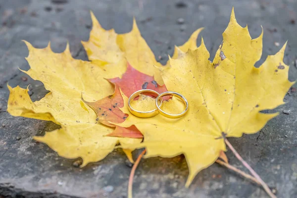 Őszi Háttér Arany Jegygyűrűk Zöld Levél Fatuskó Őszi Erdőben — Stock Fotó