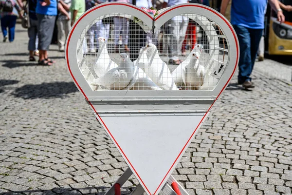 Hochzeit Lässt Weiße Tauben Einem Sonnigen Tag Käfig Frei — Stockfoto