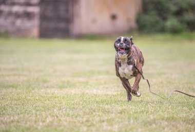 Boksör köpeği yeşil çimlerde koşar yaz çimenliği parkında yürüyüş yapar komik kısa saçlı boksör köpek cinsi.