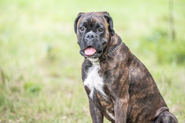 Güzel Alman Boksör Köpeği parkta yeşil tanelerin önünde oturuyor..