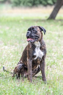 Güzel Alman Boksör Köpeği parkta yeşil tanelerin önünde oturuyor..