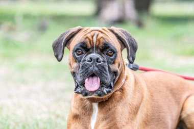 Güzel Alman Boksör Köpeği parkta yeşil tanelerin önünde oturuyor..