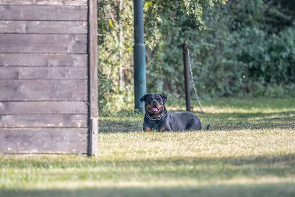 Giovane Cane Rottweiler Nero Formazione Sport Protezione Polizia — Foto Stock