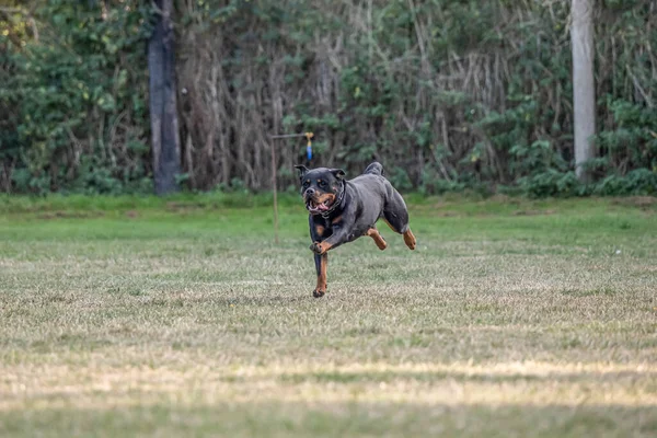 保護スポーツと警察のための若い黒いロットイラー犬のトレーニング — ストック写真
