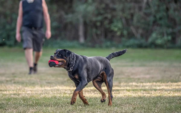 Joven Negro Rottweiler Perro Entrenamiento Para Protección Deporte Policía —  Fotos de Stock