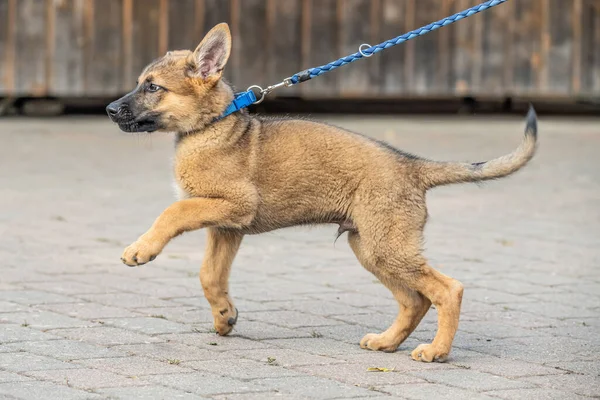 Cute Brown German Shepherd Dog Baby Puppy Looks Closely Owner — Stock Photo, Image