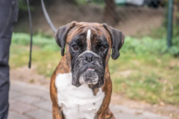 Красива Німецька Собака Боксер Сидить Перед Зеленим Фуа Парку Виглядає — стокове фото