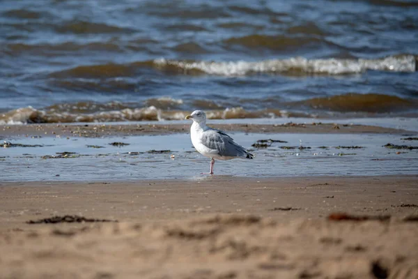 Seagull Stands Ocean Beach Sand Morning Light Sweden Melbystrand — Stock Photo, Image