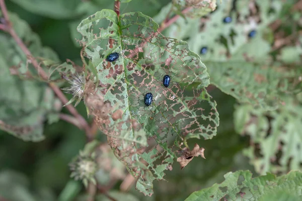 Blue shiny bug beetle eating leaves and traces of its violent activity in Sweden Dalsland.