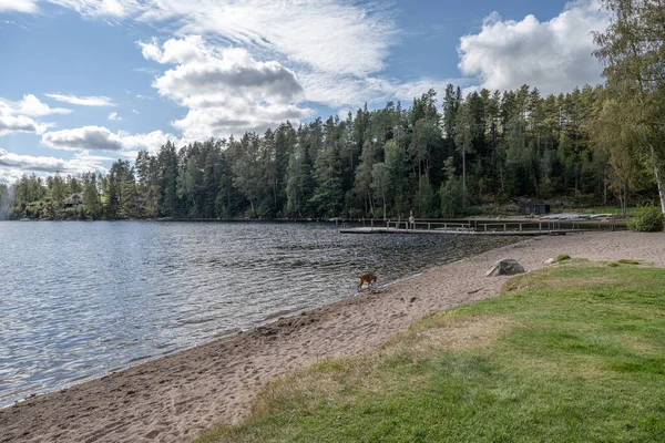 Lake Ragnerudssjoen Dalsland Sverige Smukke Natur Skov Pinetree Svenske Huse - Stock-foto