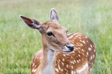 Alman Reh, Kitz ya da Rehkitz Capreolus 'taki Vahşi Yaşam Geyiği Fawn Gras' da yürürken yaklaş..