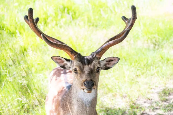 Wildlife Deer Fawn Het Duits Reh Kitz Rehkitz Capreolus Capreolus — Stockfoto