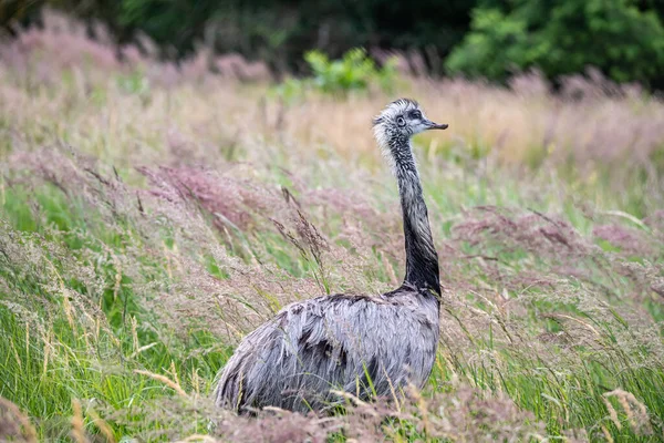 Austrailian Wildlife Emu Dromaius Novaehollandiae Close Portret Wandelen Bush Gras — Stockfoto