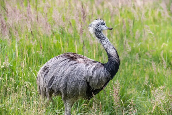 Austrailian Wildlife Emu Dromaius Novaehollandiae Close Portrait Walking Bush Grass — Stock Photo, Image