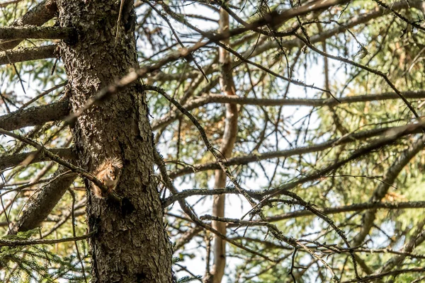 Esquilo Vermelho Americano Tamiasciurus Hudsonicus Esquilo Pinheiro Pintos Uma Trilha — Fotografia de Stock