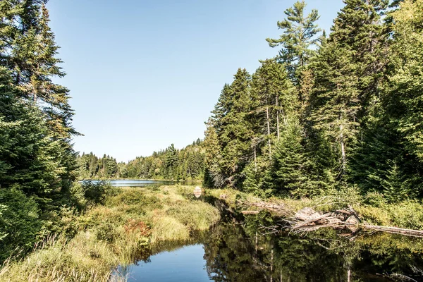 美丽的一天 观看加拿大魁北克拉莫里西国家公园湖边的森林 — 图库照片